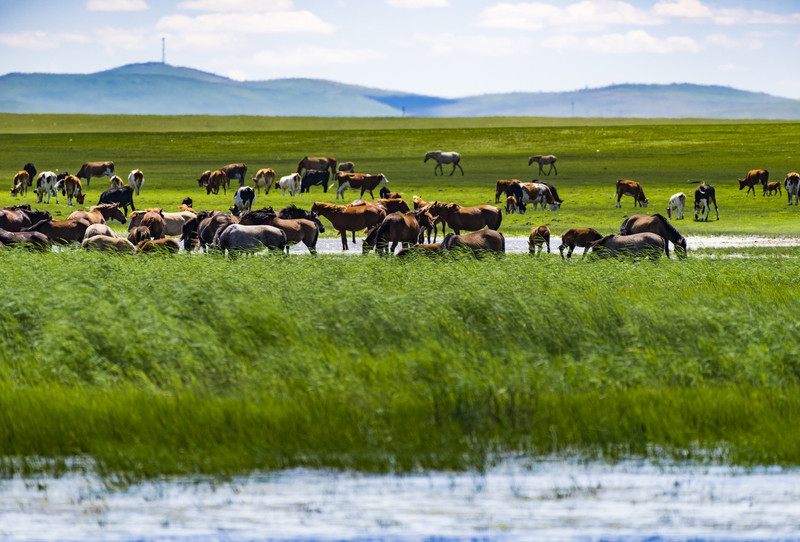 内蒙古风情，主持人倾情开场